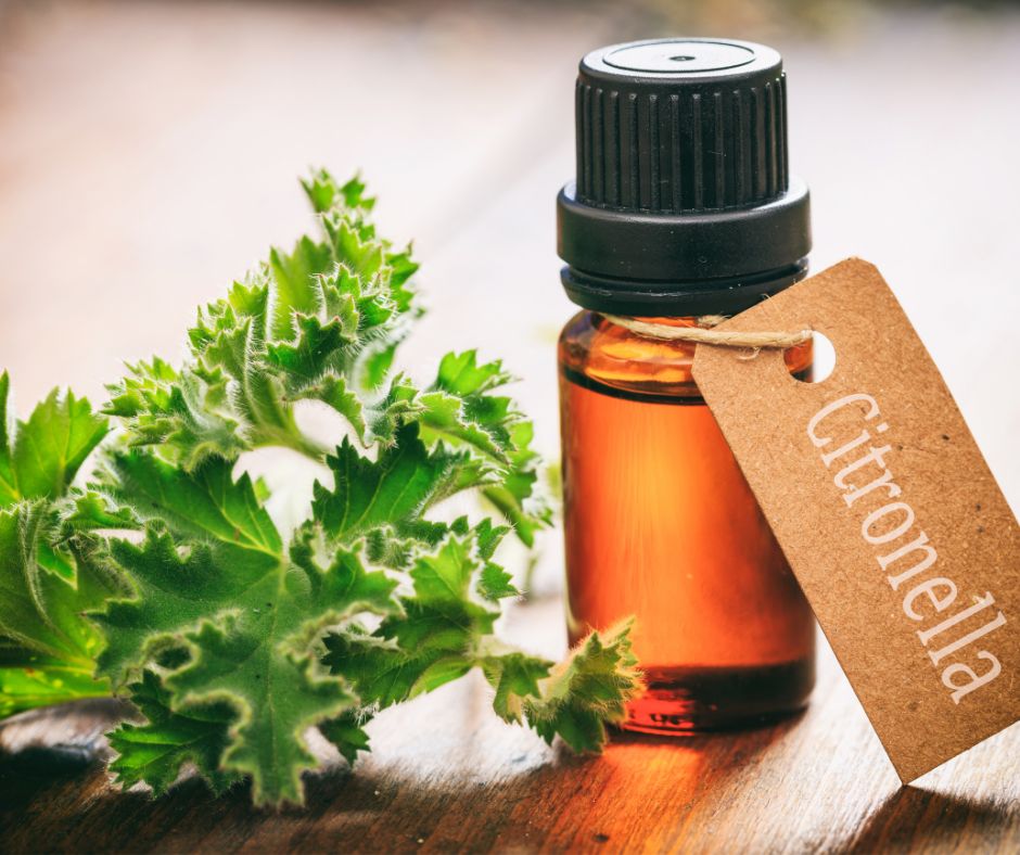 homemade bug repellent